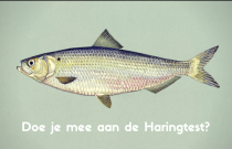 Plaatje van een haring ter illustratie van de Haringtest, een online quiz over haring of Hollandse Nieuwe.