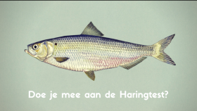 Plaatje van een haring ter illustratie van de Haringtest, een online quiz over haring of Hollandse Nieuwe.